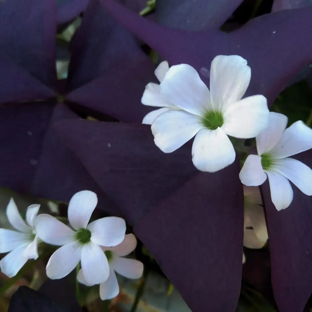 Butterfly Flower